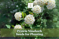 Prairie Ninebark Seeds – Physocarpus opulifolius – Native Shrub for Landscaping, Erosion Control & Wildlife Gardens