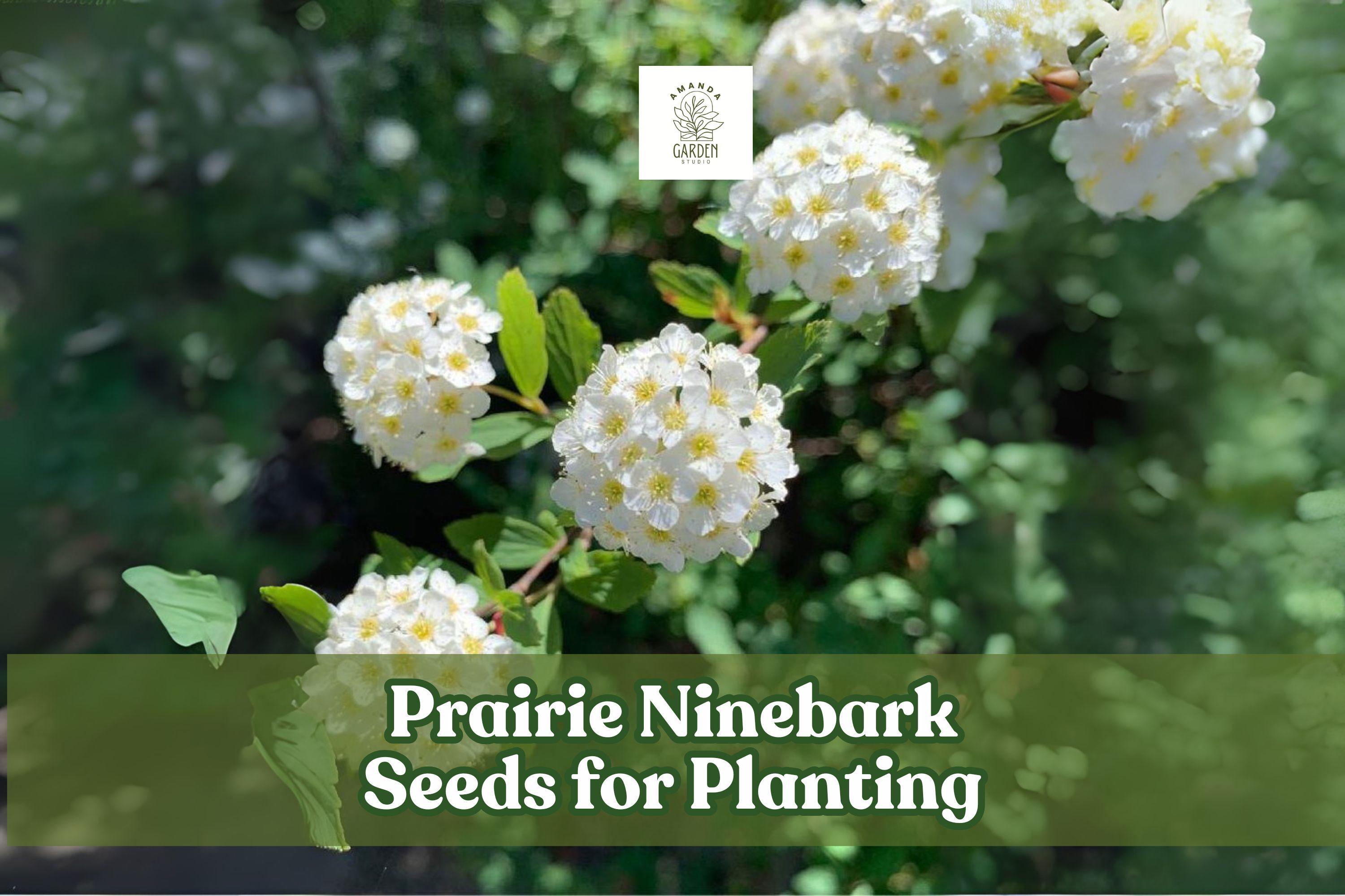 Prairie Ninebark Seeds – Physocarpus opulifolius – Native Shrub for Landscaping, Erosion Control & Wildlife Gardens