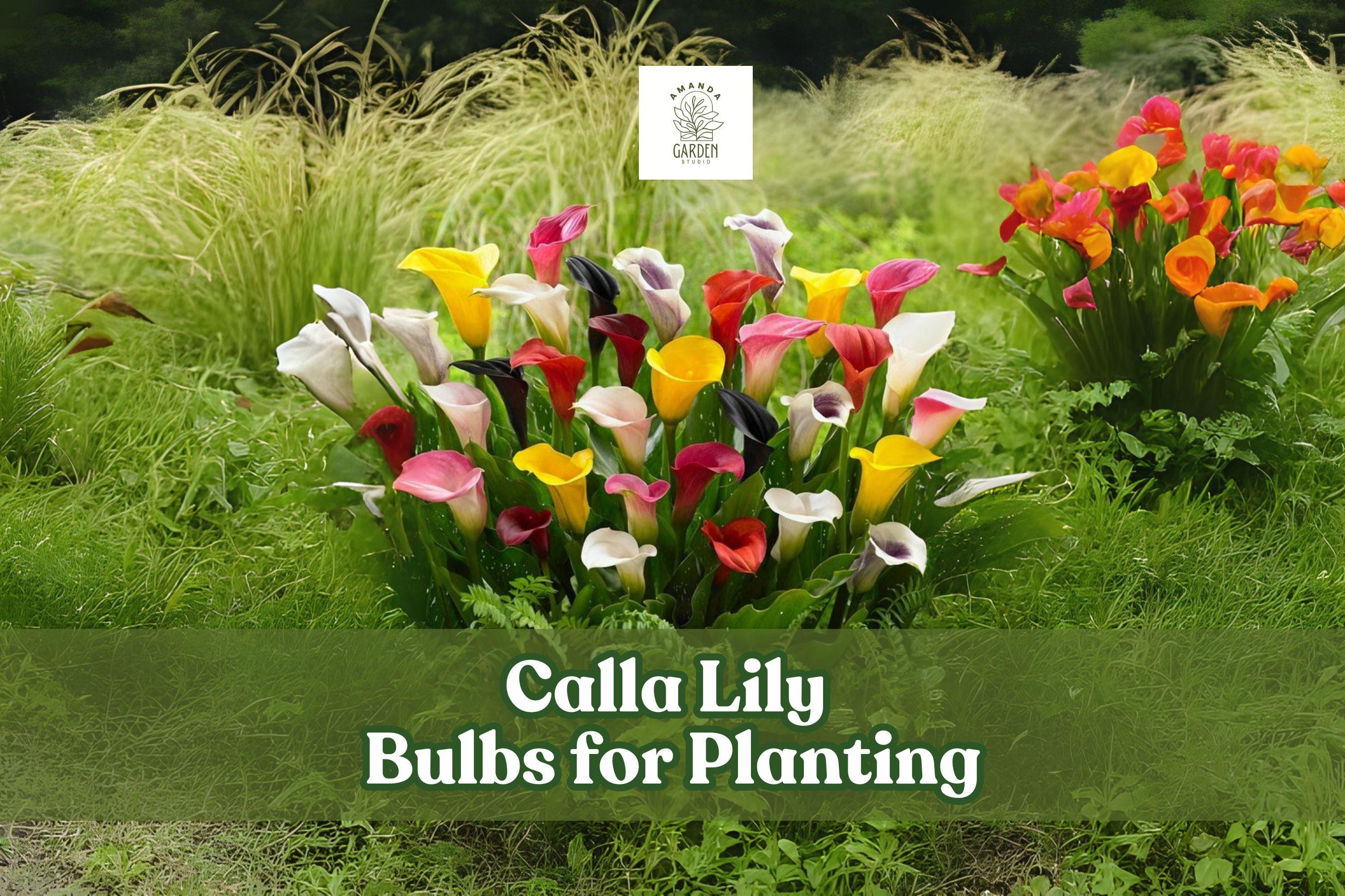 Mixed Color Calla Lily Bulbs Set of 3 – Summer Flowering Zantedeschia spp. for Gardens & Containers