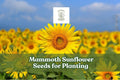 Giant Sunflower Seeds | Mammoth Helianthus annuus | Edible Seeds & Tall Yellow Blooms | 100+ Pack
