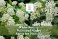 White Swamp Milkweed Seeds – Native Perennial Asclepias incarnata for Pollinator Gardens & Wetlands