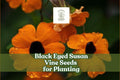 Black Eyed Susan Vine Seeds – Thunbergia alata Climbing Flower Seeds for Vertical Gardens, Fences, Trellises, Bright Yellow, Orange & Apricot Blooms