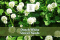Dutch White Clover Seeds – Low-Growing Perennial Ground Cover, Pollinator-Friendly, Soil-Improving, Trifolium repens, 500 Seeds