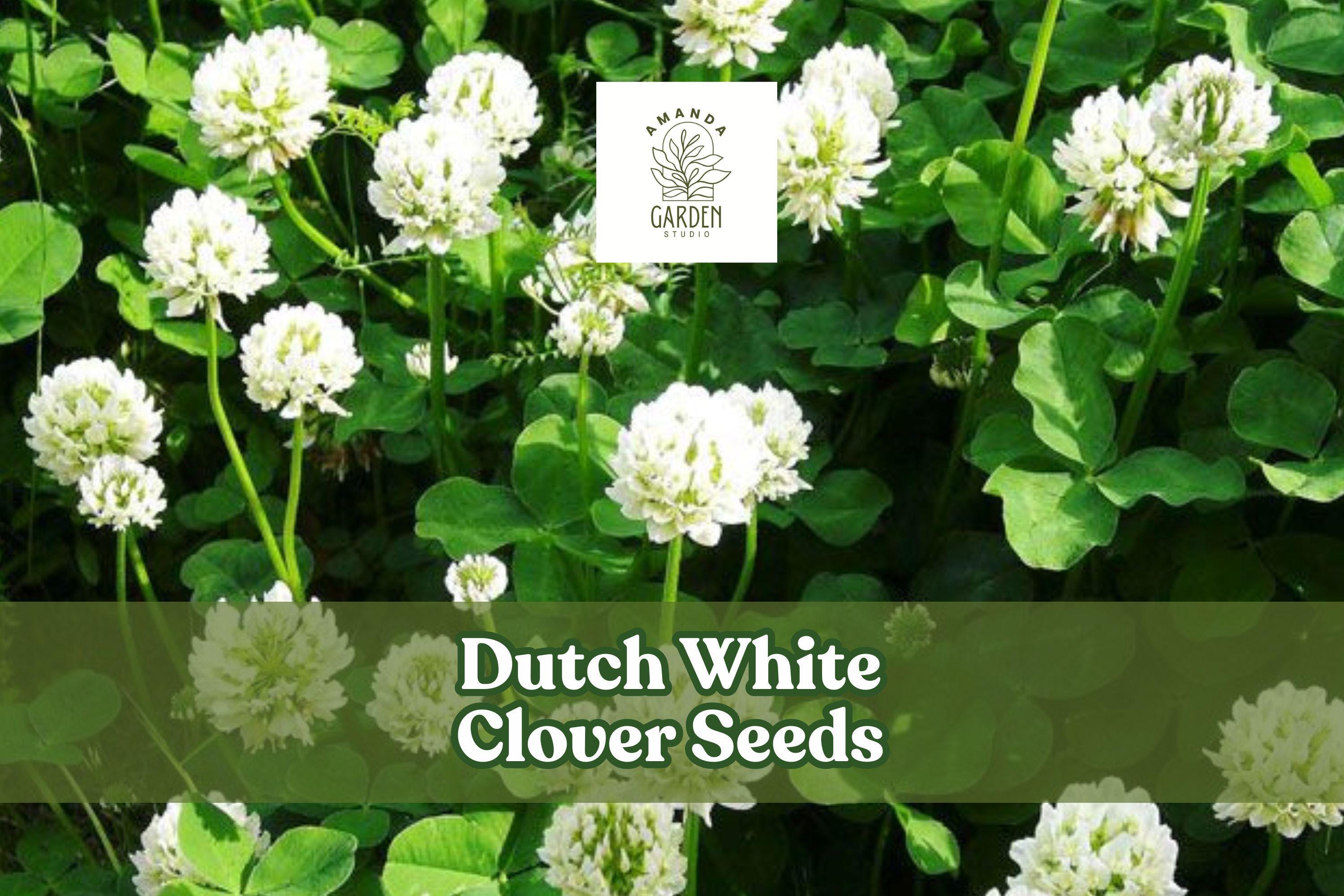 Dutch White Clover Seeds – Low-Growing Perennial Ground Cover, Pollinator-Friendly, Soil-Improving, Trifolium repens, 500 Seeds