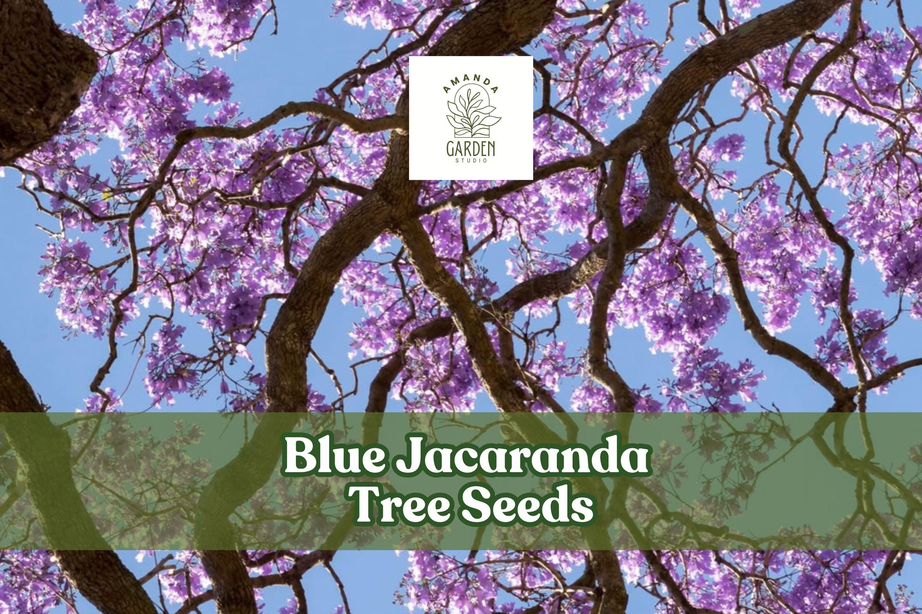 Blue Jacaranda Tree Seeds - Exotic Lavender-Blue Blooms, Ornamental Flowering Tree, Jacaranda mimosifolia, 25 Pack