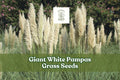 Giant White Pampas Grass Seeds – Ornamental Tall Grass for Landscaping, Drought-Tolerant, Cortaderia selloana, White Plumes