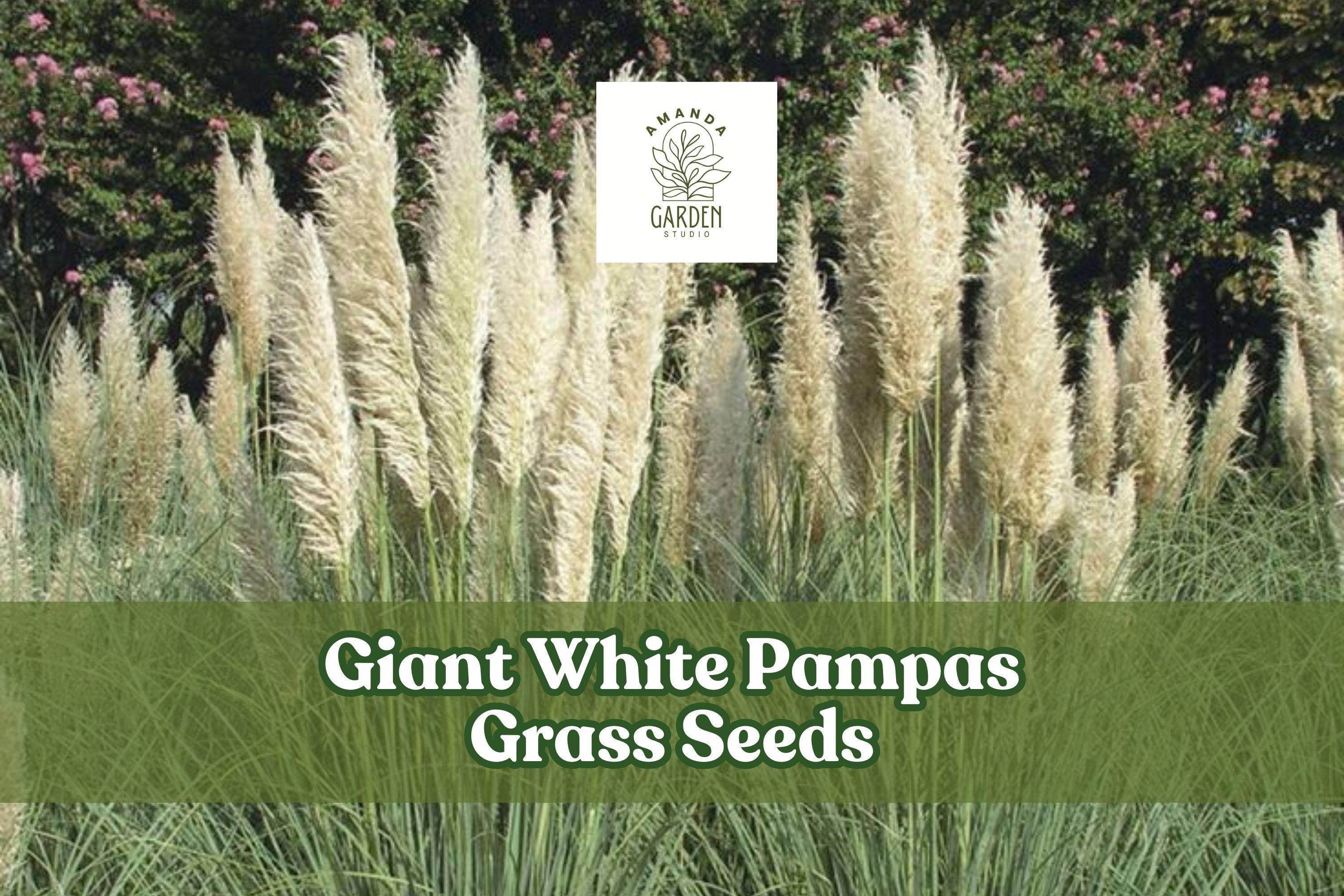 Giant White Pampas Grass Seeds – Ornamental Tall Grass for Landscaping, Drought-Tolerant, Cortaderia selloana, White Plumes