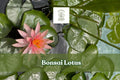 Miniature Bonsai Lotus Seeds – Nelumbo nucifera for Small Water Gardens, Ponds & Containers