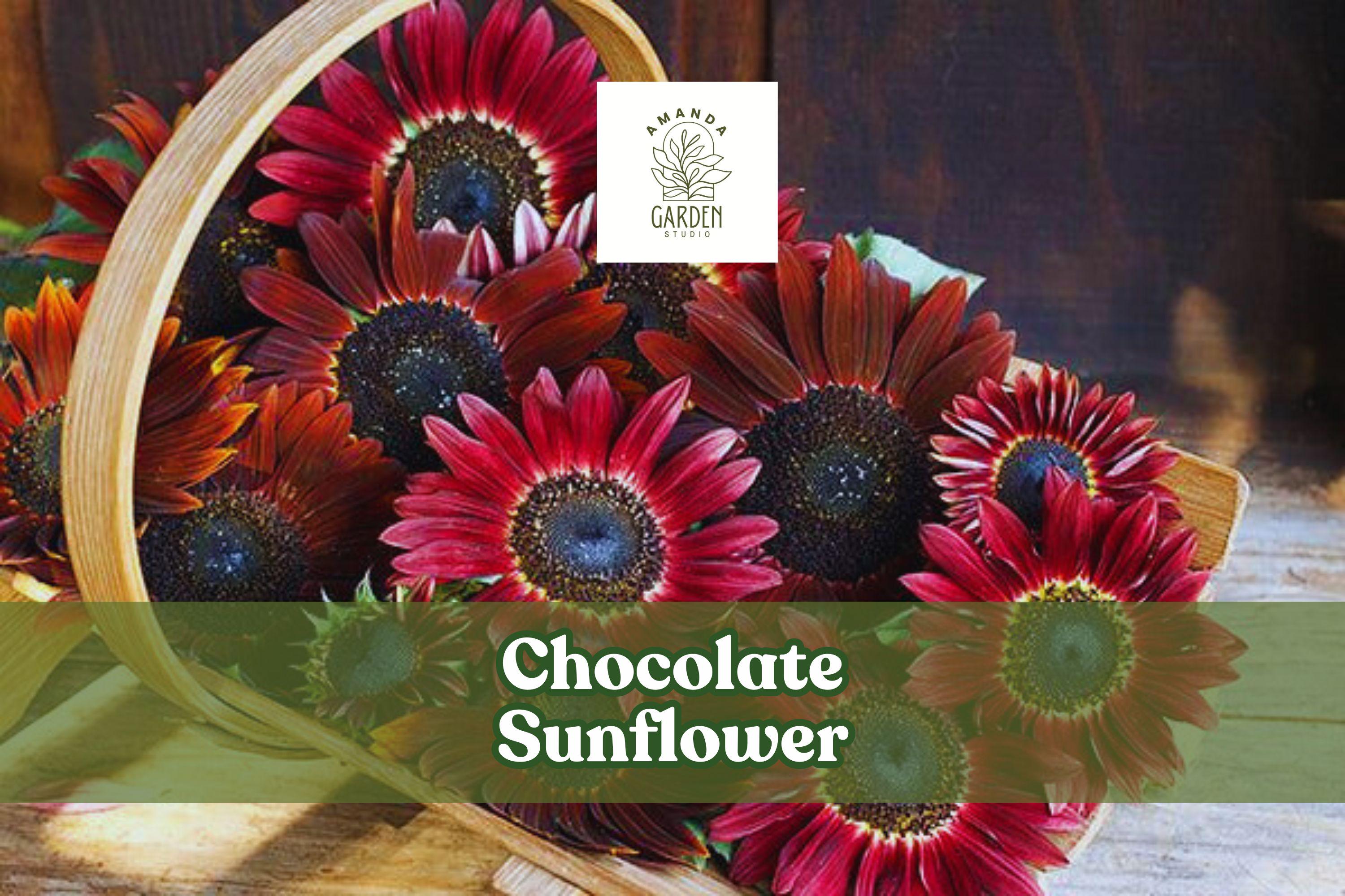 Chocolate Sunflower Seeds - Dark Red Helianthus annuus for Pollinators, Cut Flowers & Borders