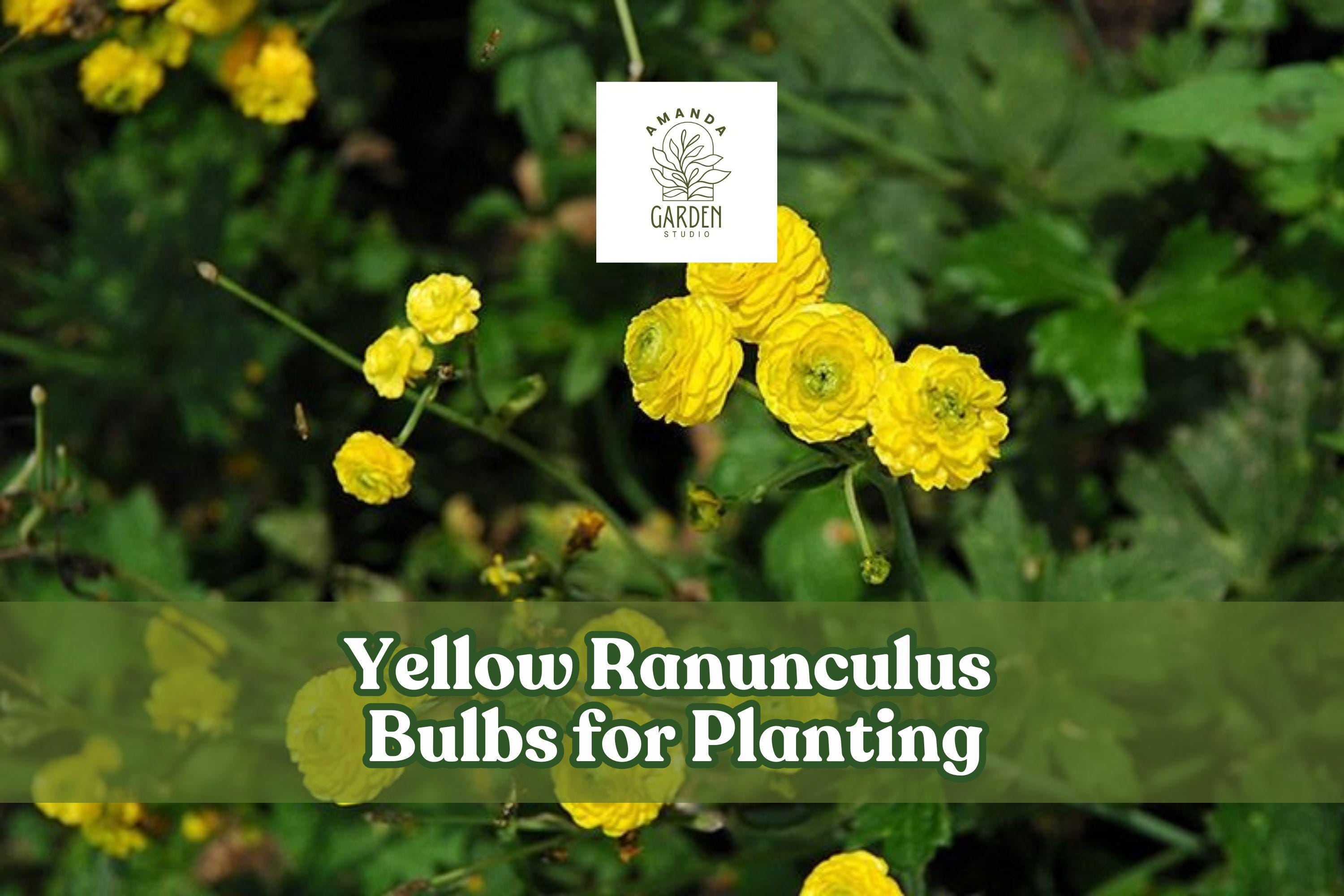 Yellow Ranunculus Bulbs - Spring Blooming Tubers for Pots & Bouquets - Ranunculus asiaticus, Bright Yellow Flowers