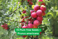 American Plum Tree Seeds, Prunus americana, Edible Sweet Fruit, Hardy Orchard Tree, Grow Your Own Plums