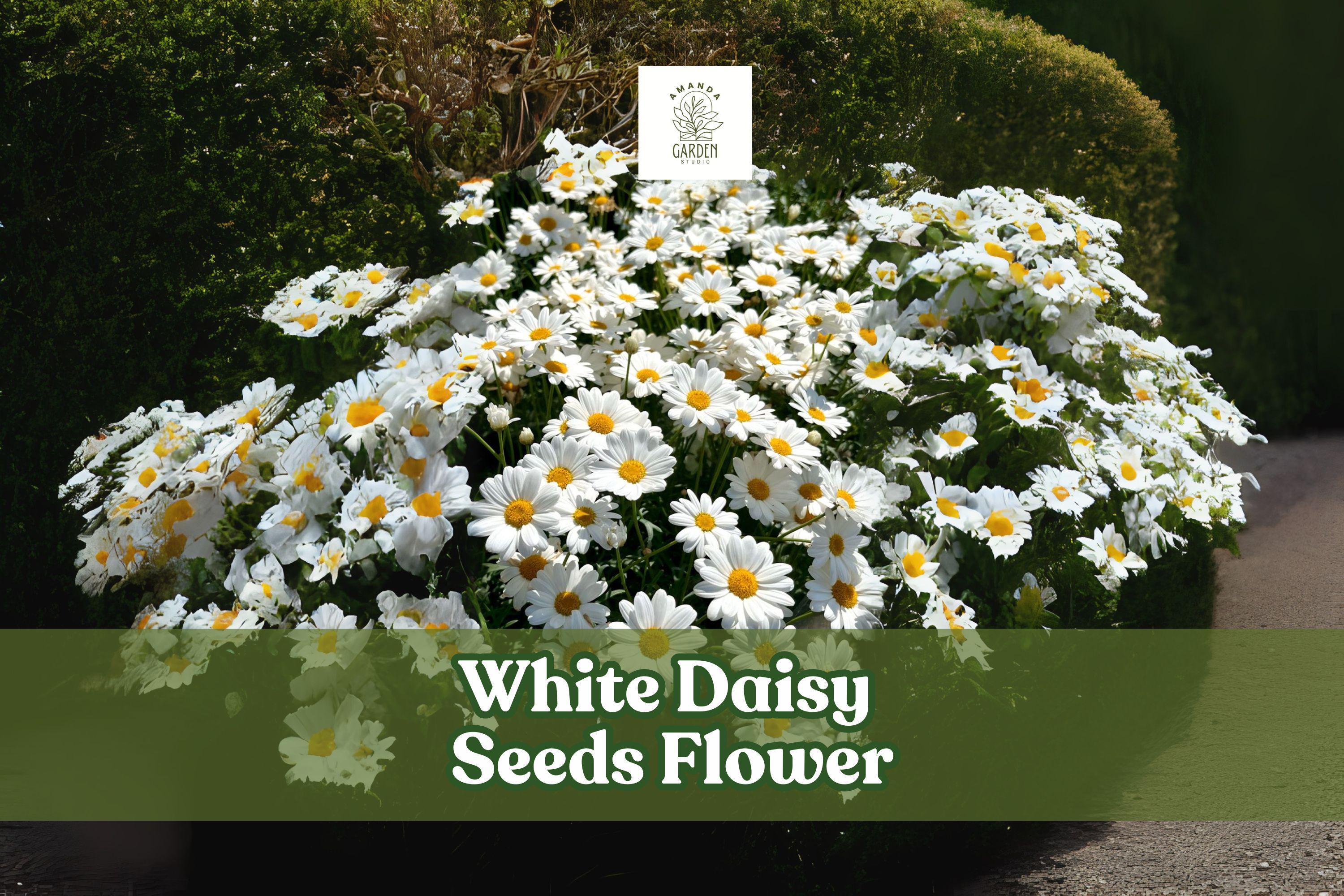 White Daisy Seeds – Shasta Daisy (Leucanthemum × superbum) – Perennial Flower Seeds for Borders & Cut Flowers