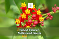 Blood Flower Milkweed Seeds – Asclepias curassavica – Vibrant Red and Orange Flowers for Monarchs & Pollinators