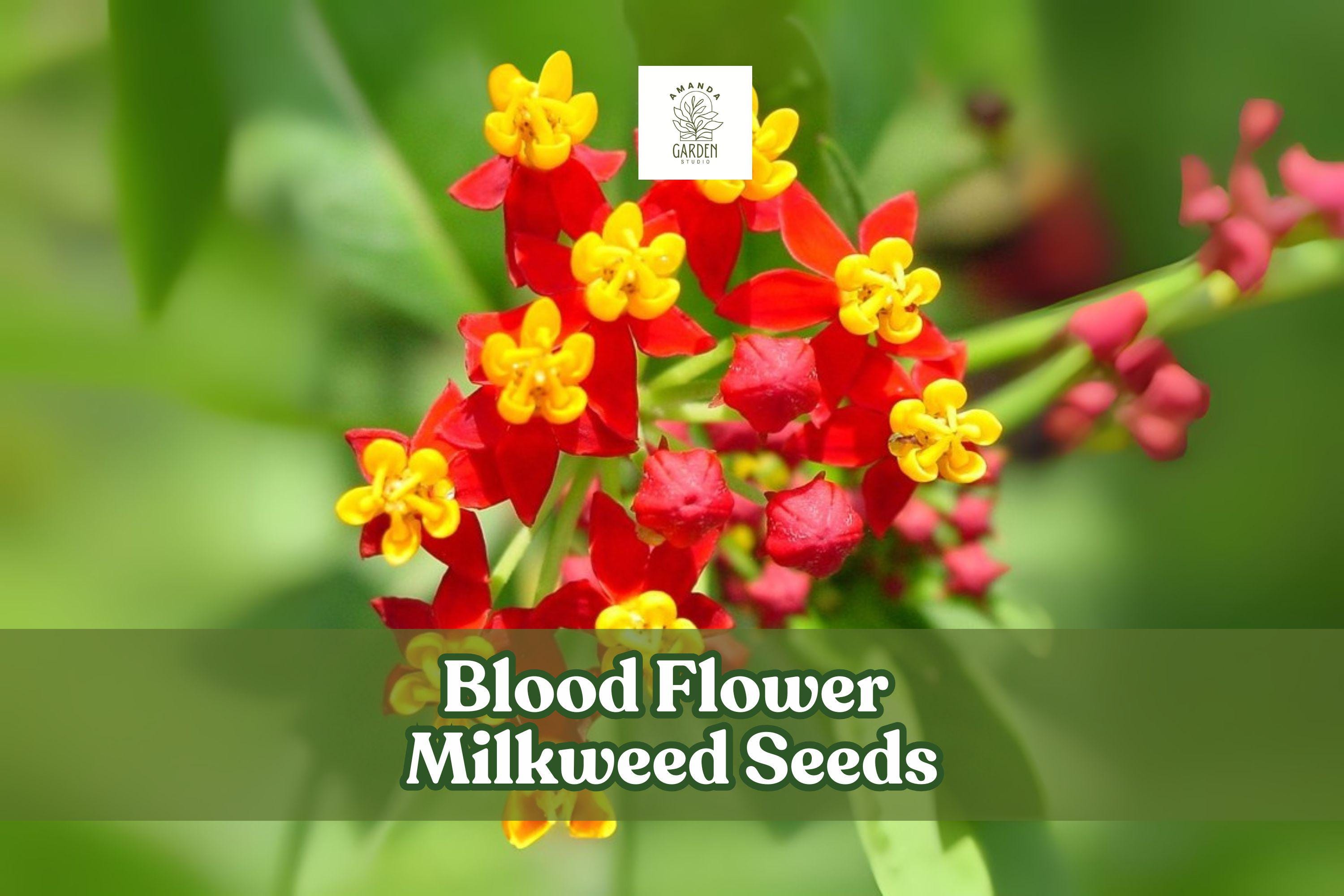 Blood Flower Milkweed Seeds – Asclepias curassavica – Vibrant Red and Orange Flowers for Monarchs & Pollinators