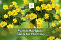 50 Marsh Marigold Seeds – Caltha palustris, Yellow Blooms, Wetland & Pond Garden Perennial, Moist Soil, Hardy, Open-Pollinated