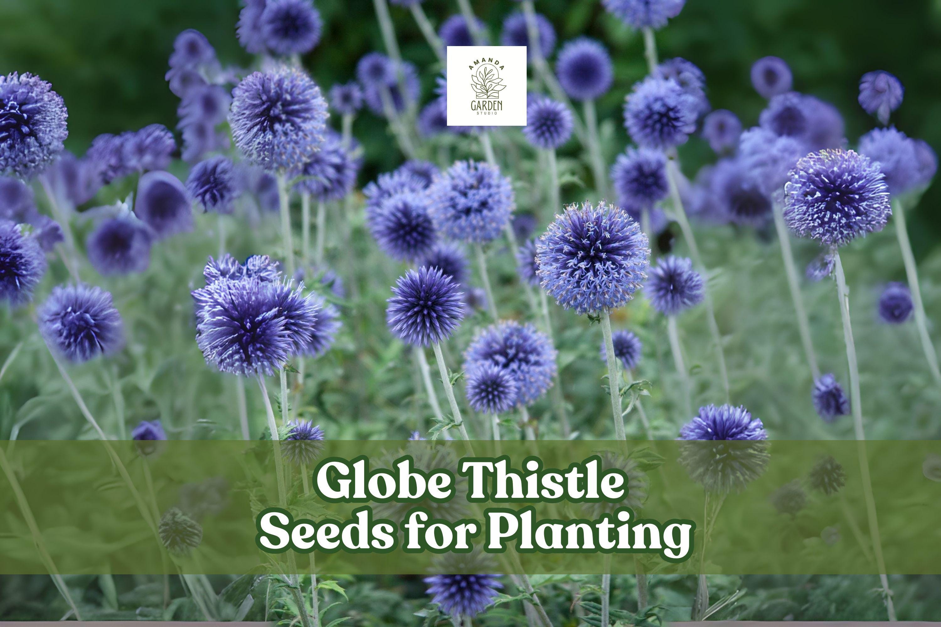 30 Globe Thistle Seeds – Blue Echinops ritro Hardy Perennial for Pollinator Gardens & Drought Tolerance