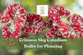 Crimson Sky Caladium Bulbs, Red & Green Foliage, Shade Loving, Perennial, Zones 9-11