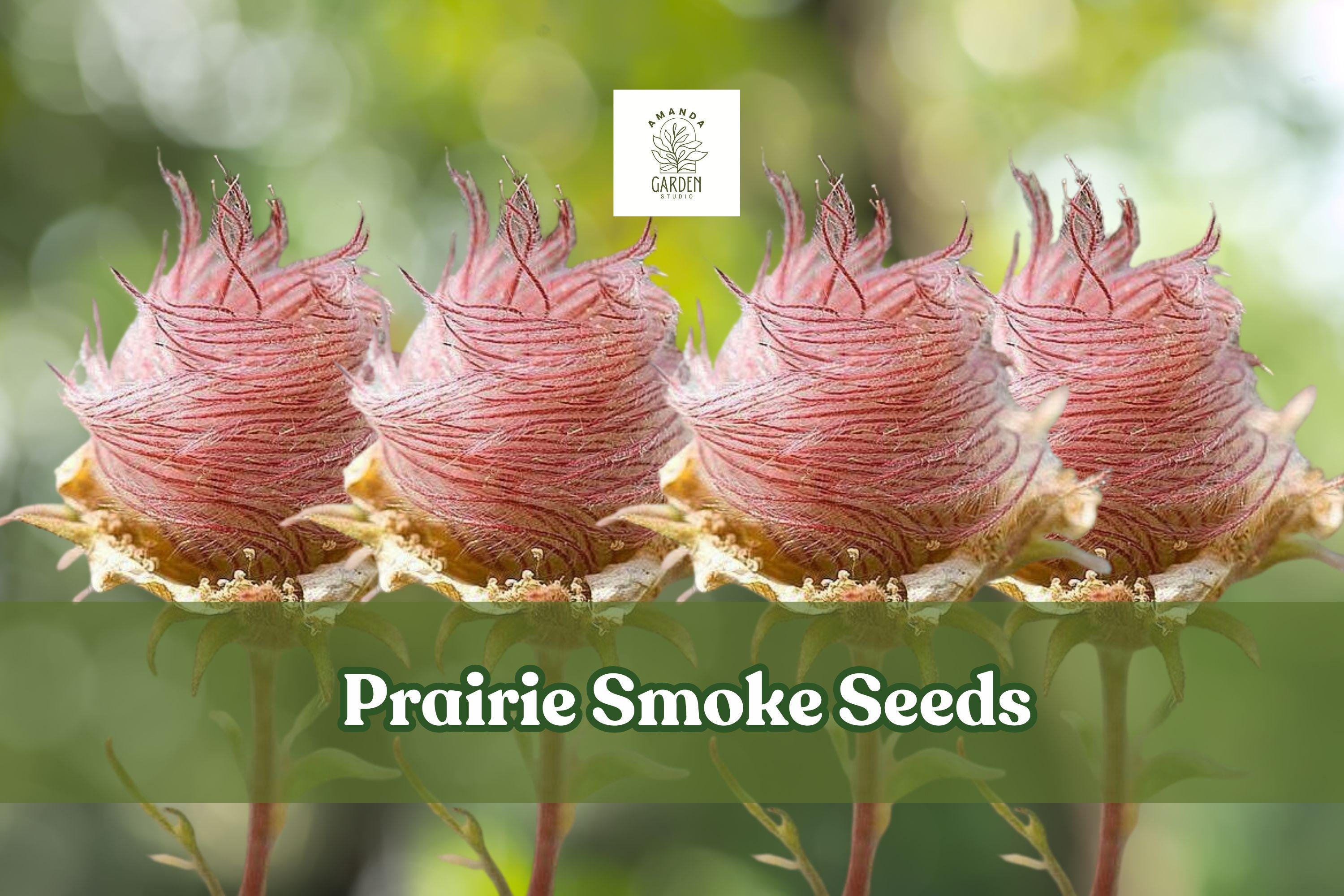 Prairie Smoke Seeds – Native Pink Wildflower for Pollinator Gardens, Geum triflorum, Drought-Tolerant Perennial, 25 Seeds