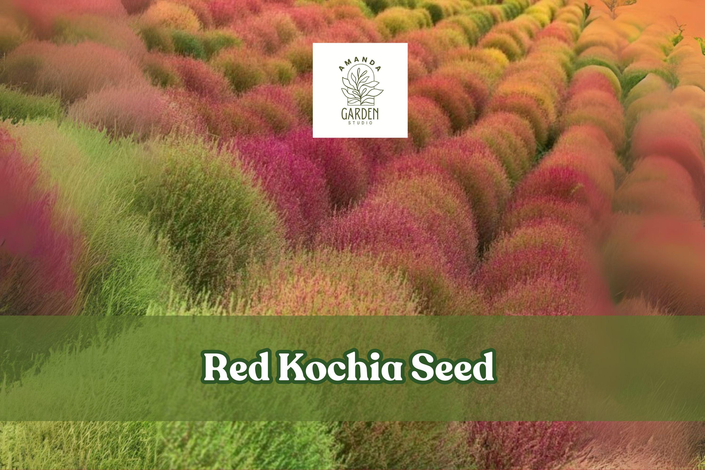 Red Kochia Seeds - Exotic Mexican Fire Plant, Summer Cypress, Bassia scoparia, Drought-Tolerant Annual for Borders & Containers