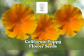 California Poppy Seeds – 5,000 Bright Orange Wildflower Seeds for Pollinator Gardens – Drought-Tolerant Annuals Eschscholzia californica
