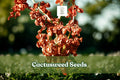Cactusweed Seeds – Rumex crispus Curly Dock Perennial Herb for Gardens & Wildlife Areas, Drought-Tolerant, Low-Maintenance
