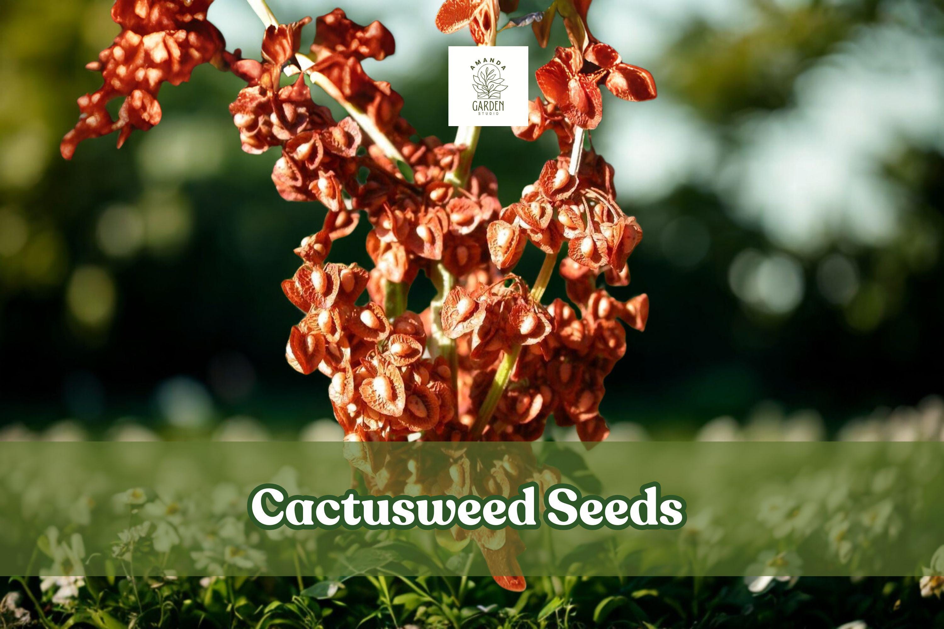 Cactusweed Seeds – Rumex crispus Curly Dock Perennial Herb for Gardens & Wildlife Areas, Drought-Tolerant, Low-Maintenance