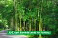 Giant Bamboo Seeds – Phyllostachys edulis, Fast Growing Privacy Screen, Cold Hardy, Non-GMO, 200+ Seeds