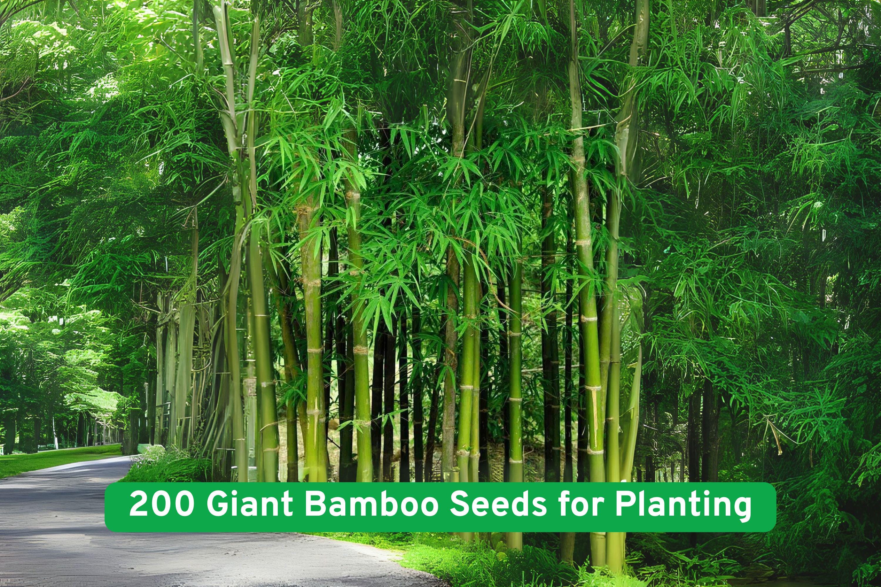 Giant Bamboo Seeds – Phyllostachys edulis, Fast Growing Privacy Screen, Cold Hardy, Non-GMO, 200+ Seeds