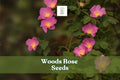 50 Woods Rose Seeds – Rosa woodsii Wild Rose Perennial Shrub with Pink Flowers for Gardens & Wildlife