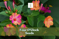 Four O’Clock Seeds – Mirabilis jalapa, Fragrant Evening Blooms, Vibrant Mixed Colors, Butterfly & Hummingbird Attractant