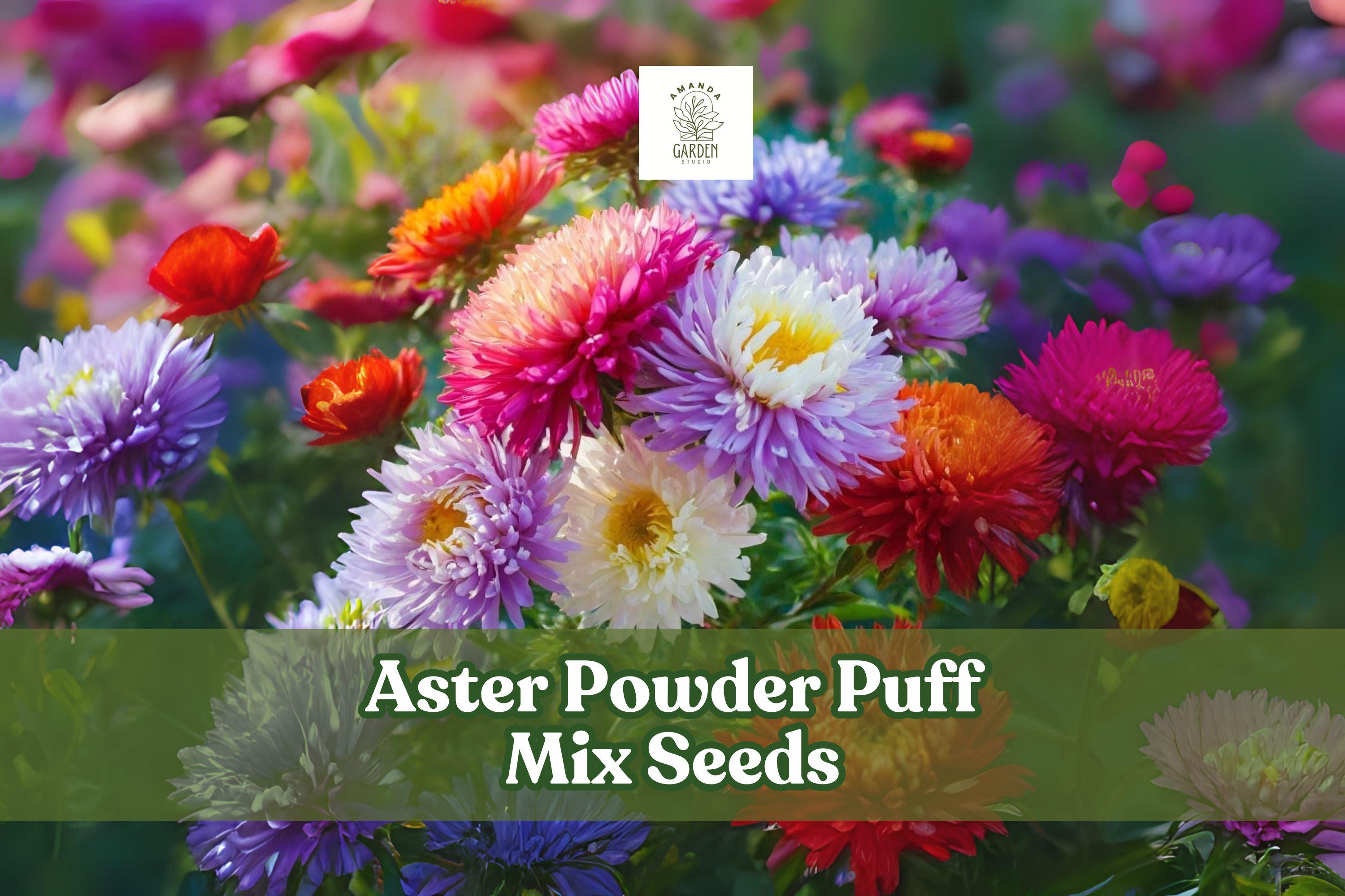 Aster Powder Puff Mix Seeds – Callistephus chinensis – Colorful Annual Flowers for Gardens & Cut Flowers