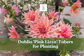 Pink Lizza Dahlia Tubers – Large Blooming Pink Flowering Perennial for Borders, Cut Flowers & Garden | Scientific Name: Dahlia ‘Pink Lizza’