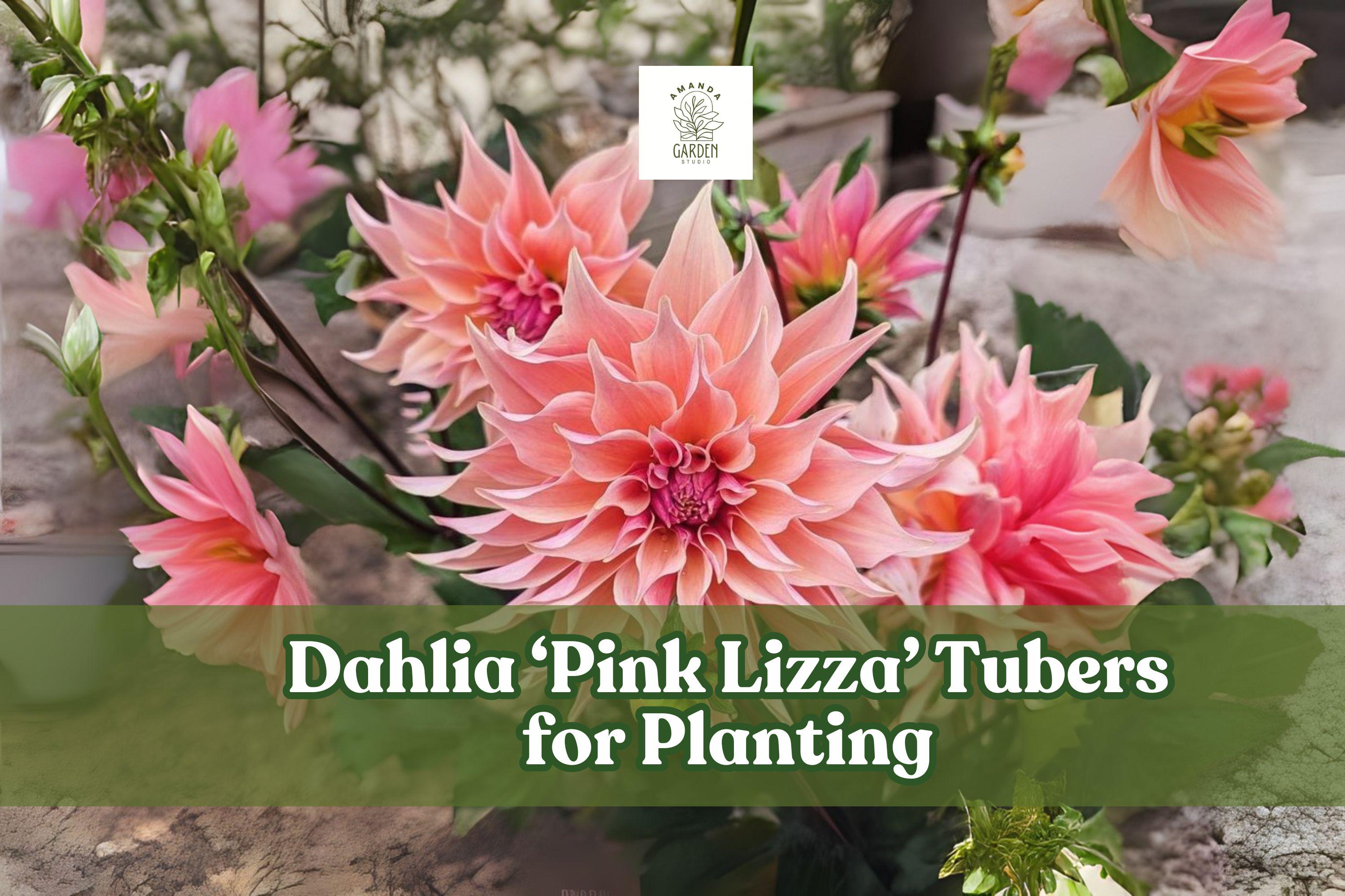 Pink Lizza Dahlia Tubers – Large Blooming Pink Flowering Perennial for Borders, Cut Flowers & Garden | Scientific Name: Dahlia ‘Pink Lizza’