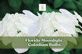 Florida Moonlight Caladium Bulbs – White Foliage for Shady Gardens & Containers – Caladium bicolor