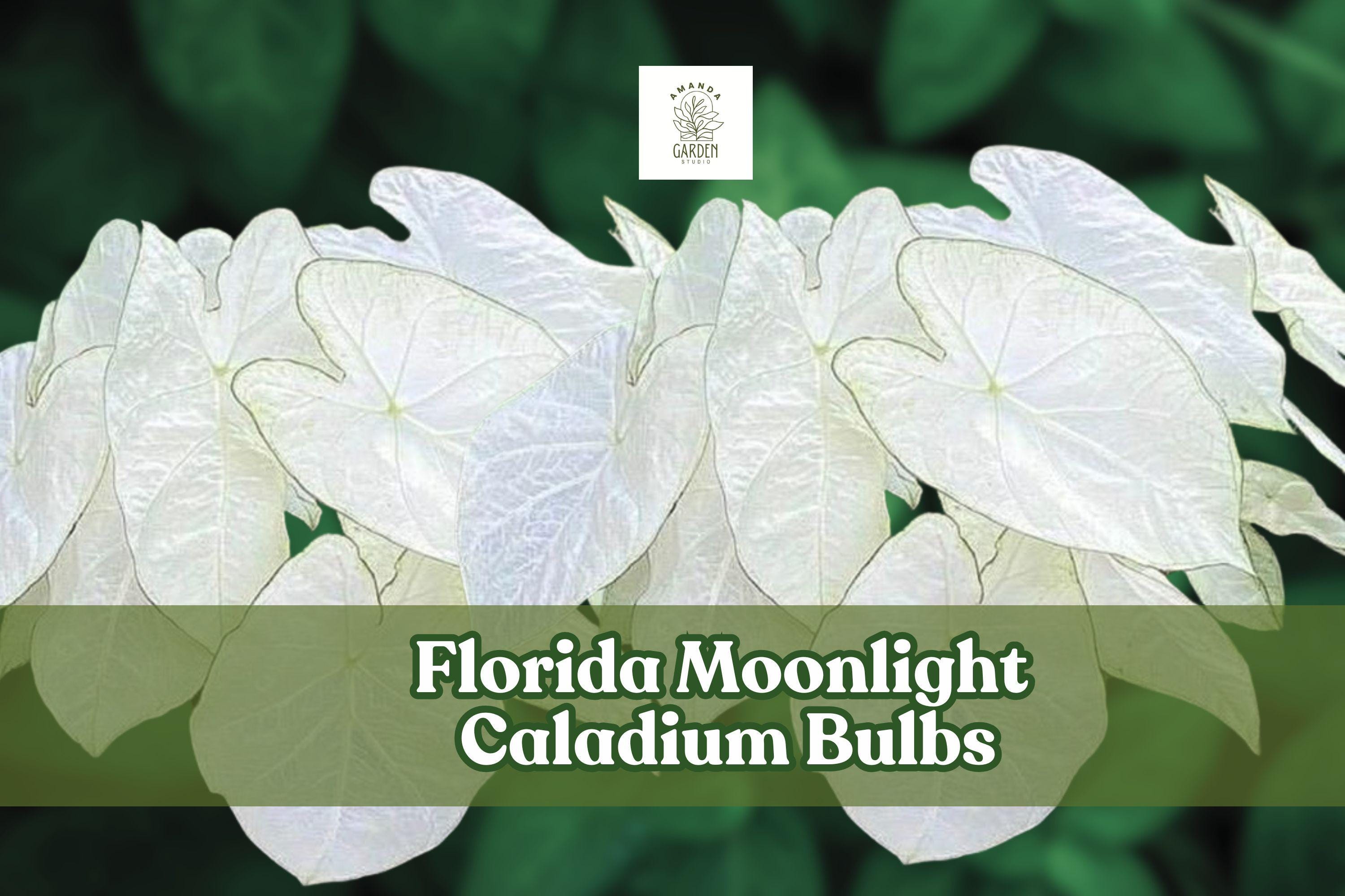 Florida Moonlight Caladium Bulbs – White Foliage for Shady Gardens & Containers – Caladium bicolor