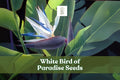 White Bird of Paradise Seeds – Strelitzia nicolai – Tropical Indoor Plant or Garden Wildflower Seeds, 1,000 Chicory Blue Flowers