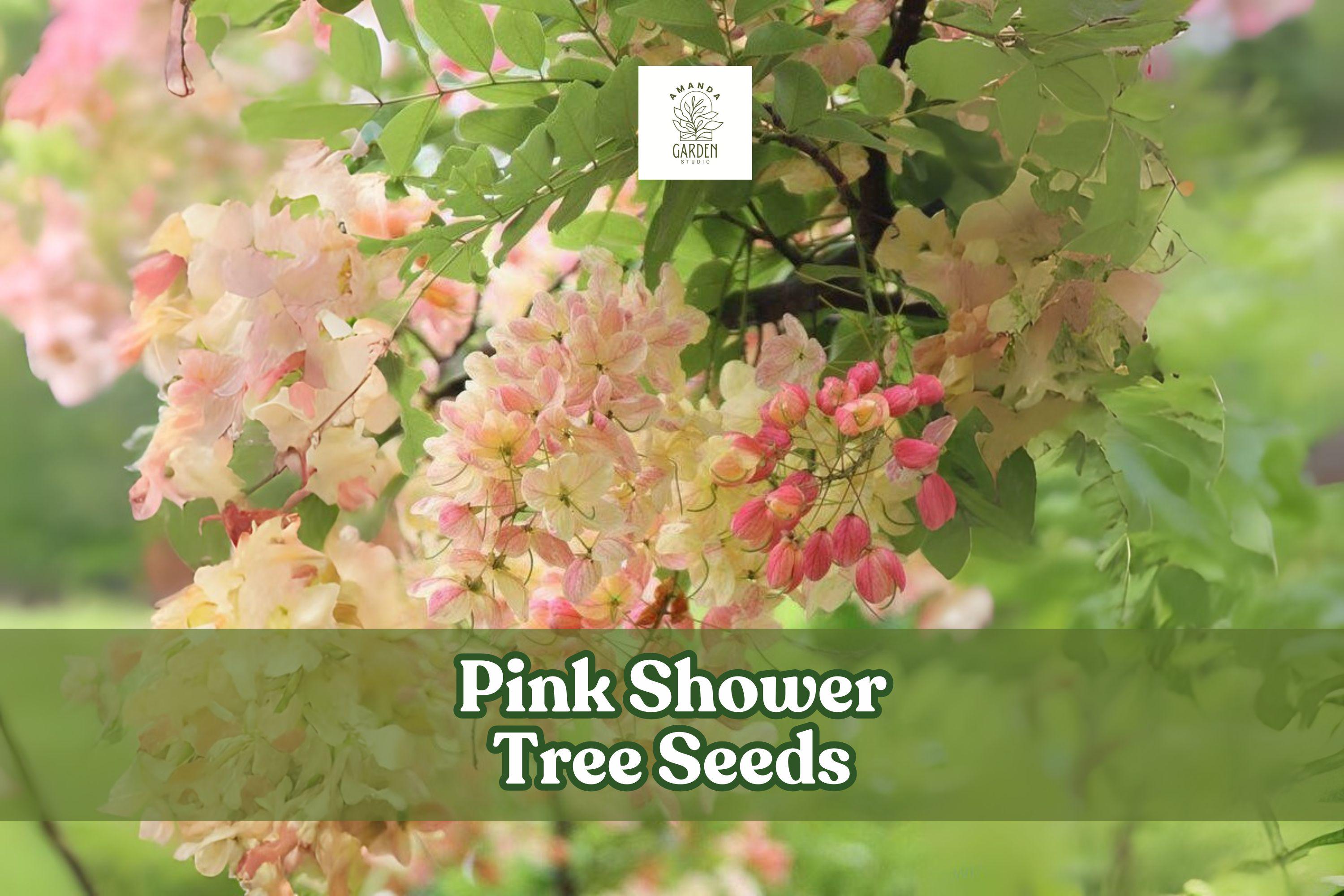 Pink Shower Tree Seeds - Tropical Ornamental Cassia grandis for Bees & Butterflies, Pink Flowers, Full Sun, Large Landscape Plant