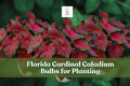 Florida Cardinal Caladium Bulbs – 6 Tubers with Red & Green Foliage for Shade Gardens, Containers, Landscape
