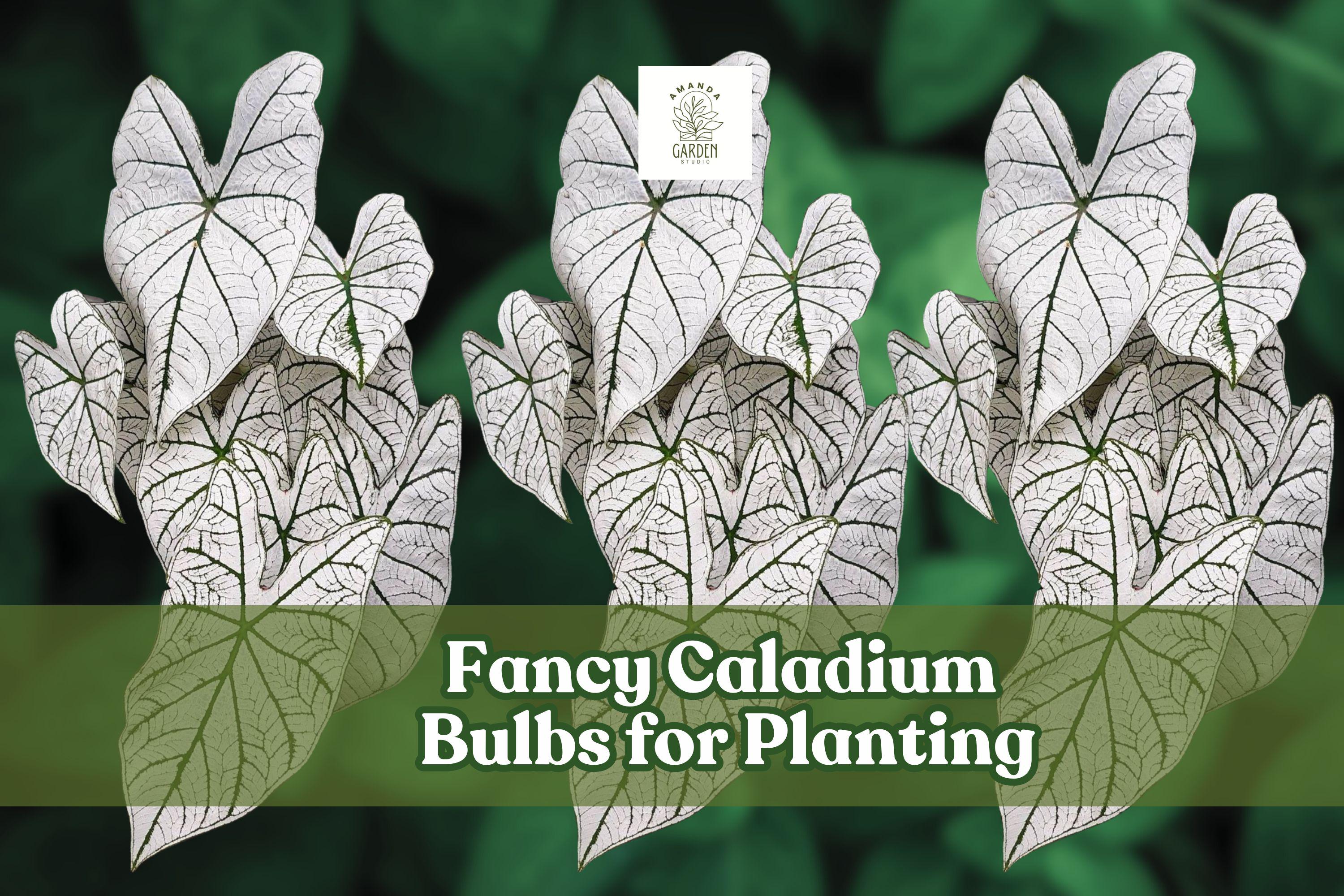 2 Fancy Caladium Bulbs for Shady Gardens, Containers & Indoor Decor – Colorful Foliage, Caladium bicolor