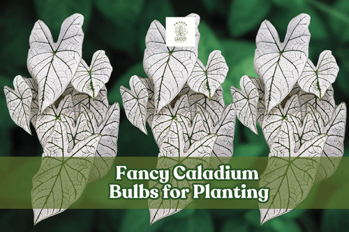 2 Fancy Caladium Bulbs for Shady Gardens, Containers & Indoor Decor – Colorful Foliage, Caladium bicolor