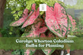 Caladium Bulbs 2 Pack – Pink & Green Foliage for Shady Gardens, Containers, Indoor Plants – Caladium bicolor
