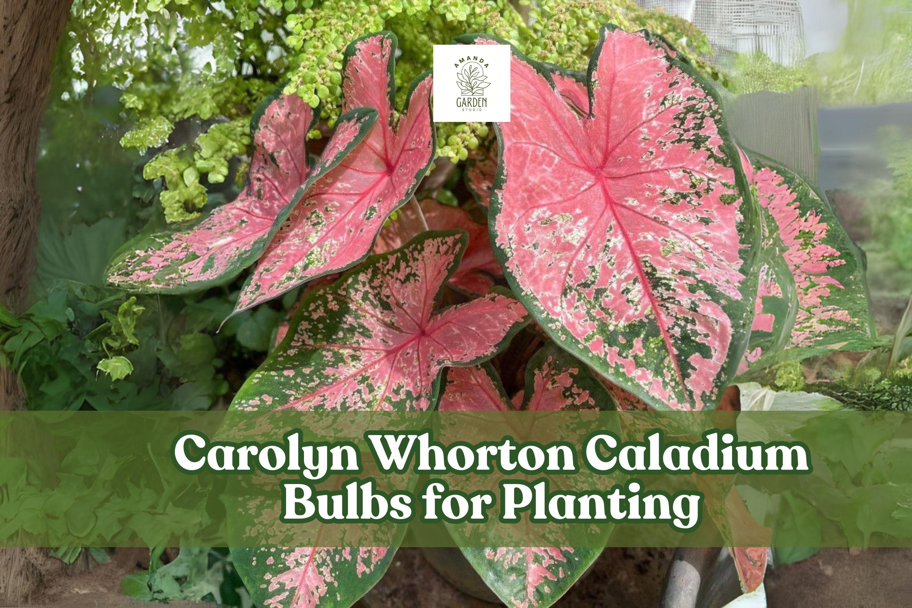 Caladium Bulbs 2 Pack – Pink & Green Foliage for Shady Gardens, Containers, Indoor Plants – Caladium bicolor