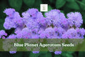 Blue Planet Ageratum Seeds – Fluffy Blue Flowers, Pollinator Friendly, 500 Seeds, Annual, Ageratum houstonianum