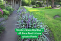 60 Big Blue Monkey Grass Plants, Clumping Liriope Spicata Ground Cover, Hardy Perennial for Landscaping, Low Maintenance, USDA Zones 5-10