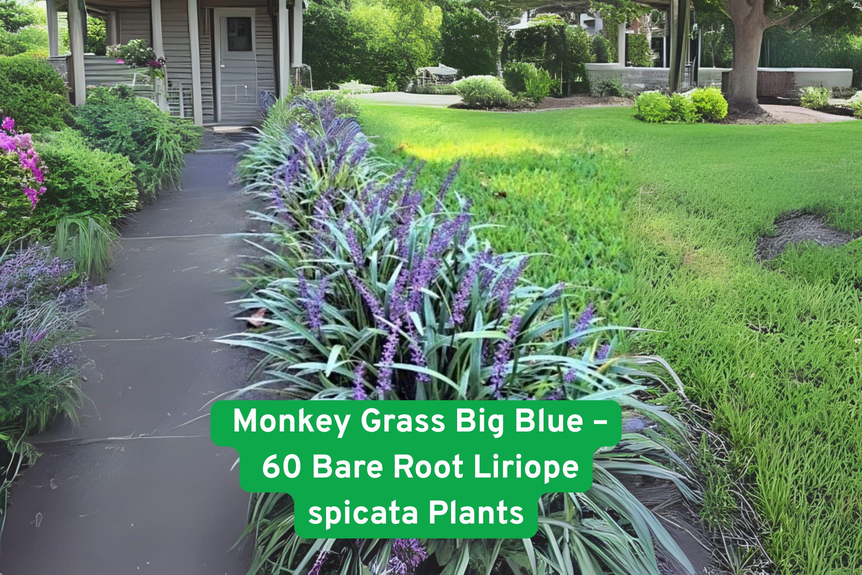 60 Big Blue Monkey Grass Plants, Clumping Liriope Spicata Ground Cover, Hardy Perennial for Landscaping, Low Maintenance, USDA Zones 5-10
