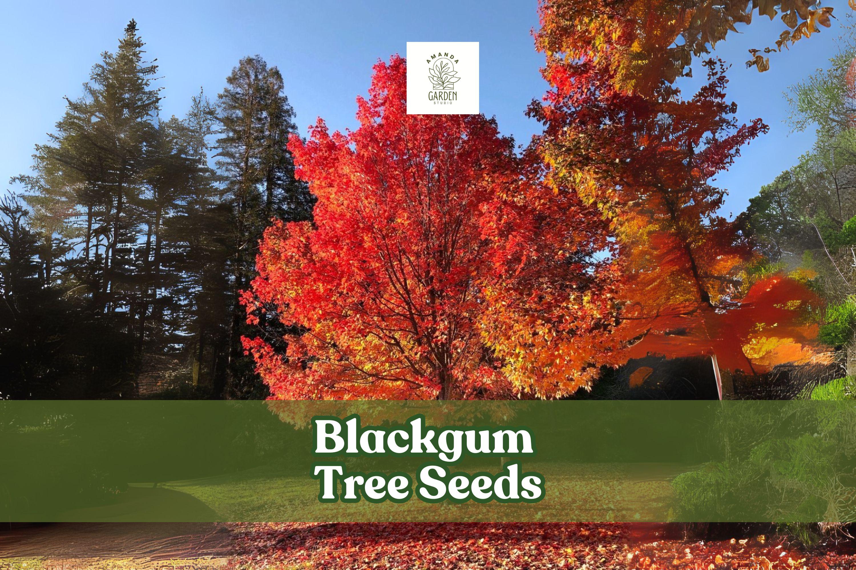 Blackgum Tree Seeds – Nyssa sylvatica, Fall Foliage, Ornamental Shade Tree, Native North American, Drought Tolerant