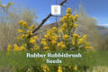100 Rubber Rabbitbrush Seeds – Ericameria nauseosa Perennial Shrub for Xeriscaping, Pollinator Gardens, Wildlife Habitat