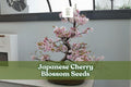 Japanese Cherry Blossom Seeds – Prunus serrulata – Flowering Bonsai or Ornamental Tree with Pink Spring Blooms