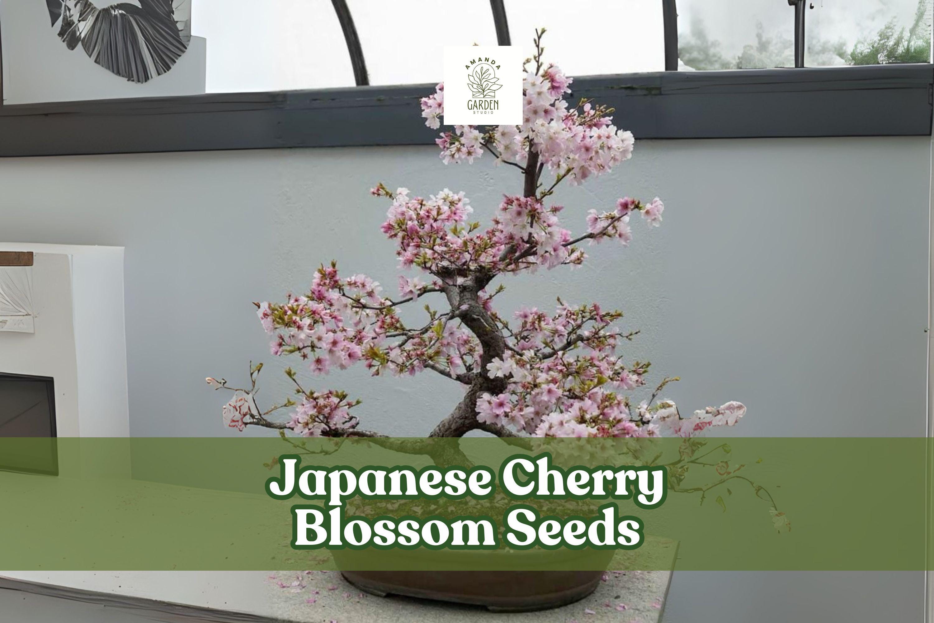 Japanese Cherry Blossom Seeds – Prunus serrulata – Flowering Bonsai or Ornamental Tree with Pink Spring Blooms