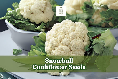 100 Snowball Cauliflower Seeds – Heirloom Brassica oleracea, White Dense Heads, Easy to Grow Garden Vegetable